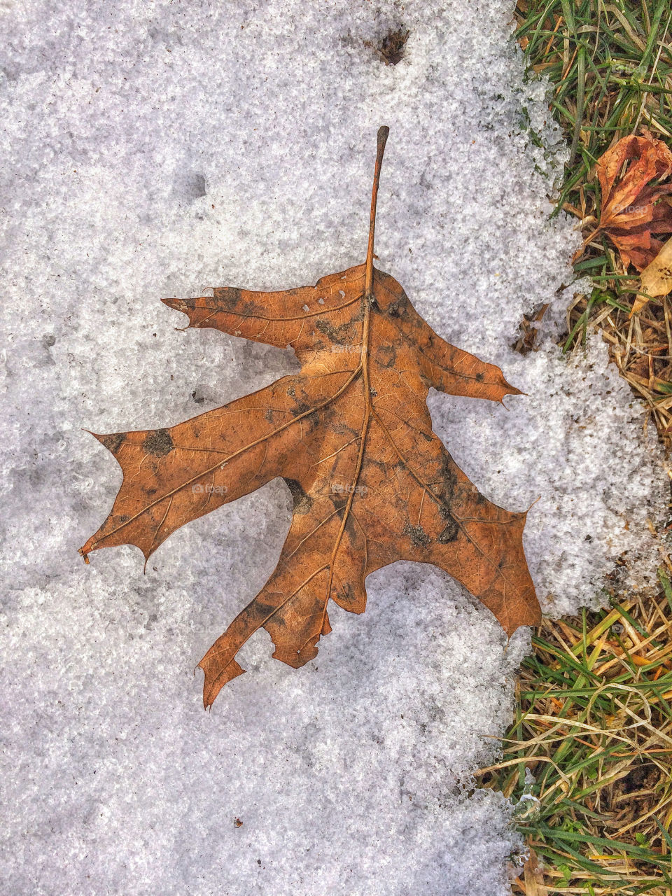 Leaf and snow...