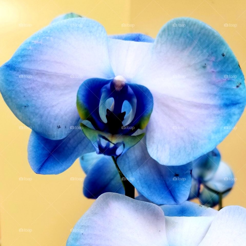 Blue orchid flower.