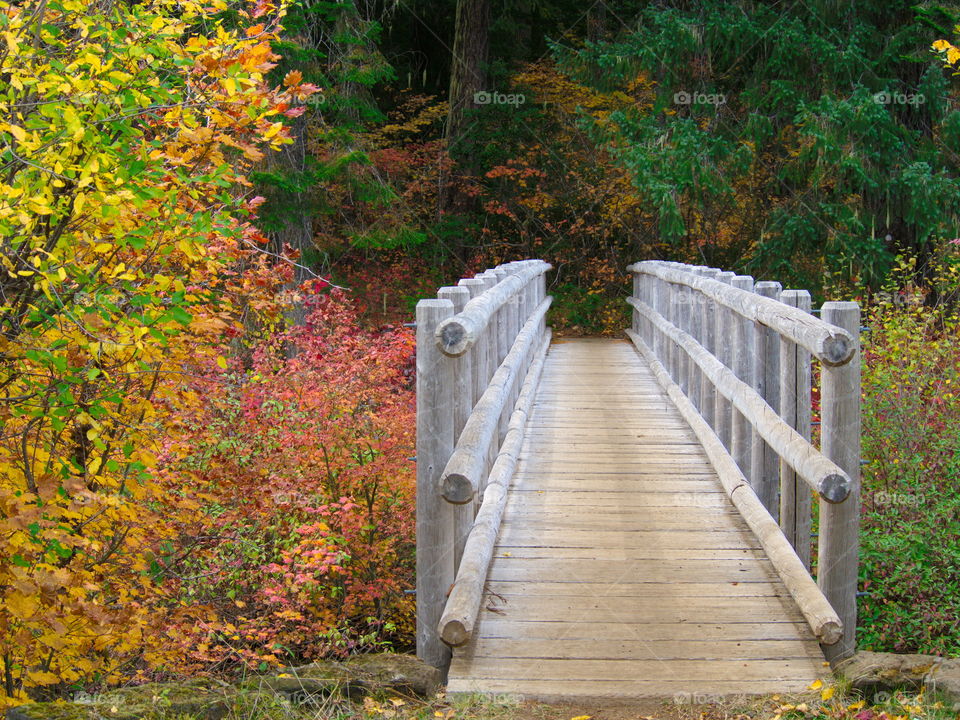 A wooden foot bridge crossing a sea of colorful autumn foliage