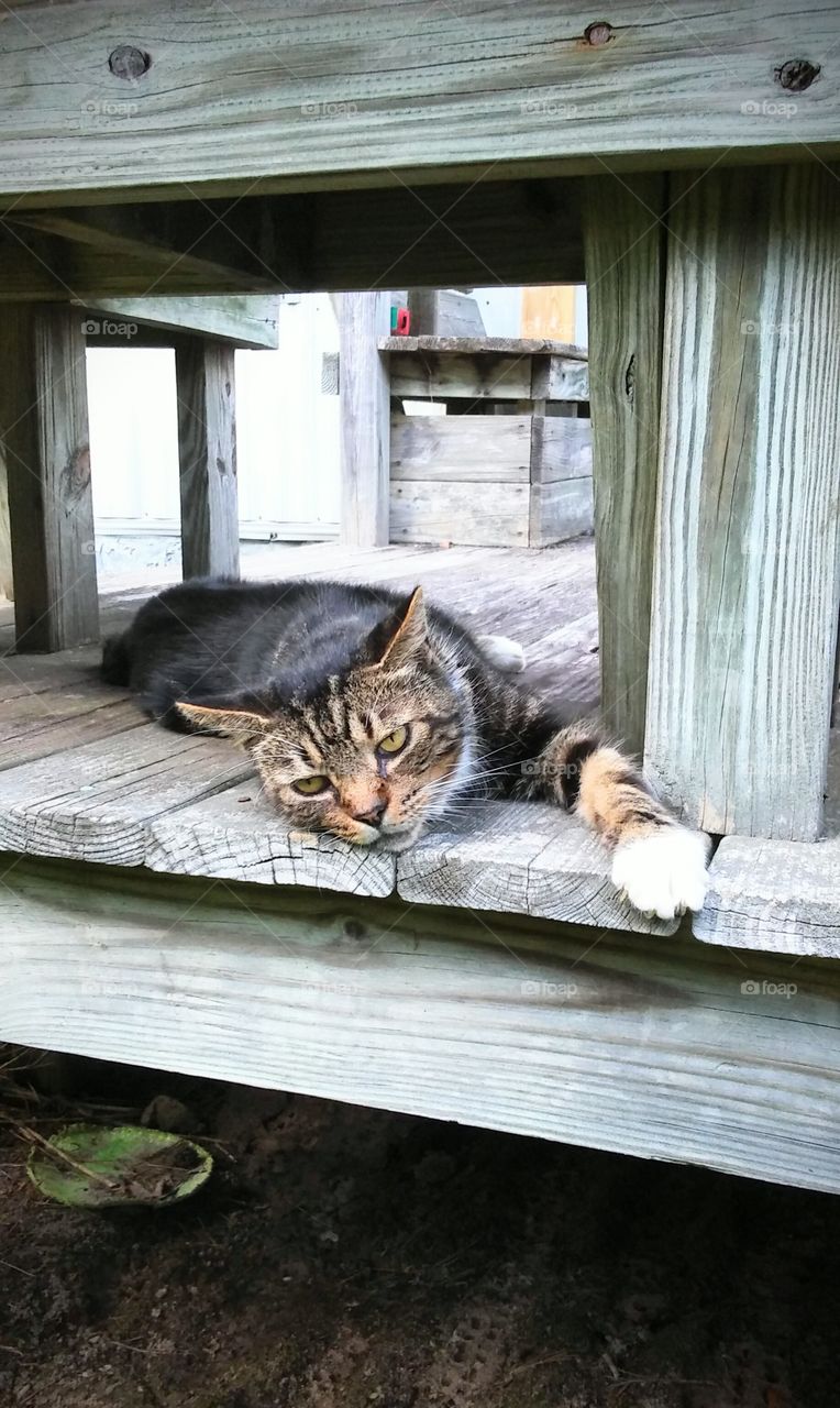 porch cat naps