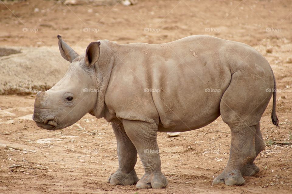 Close-up of a rhinoceros