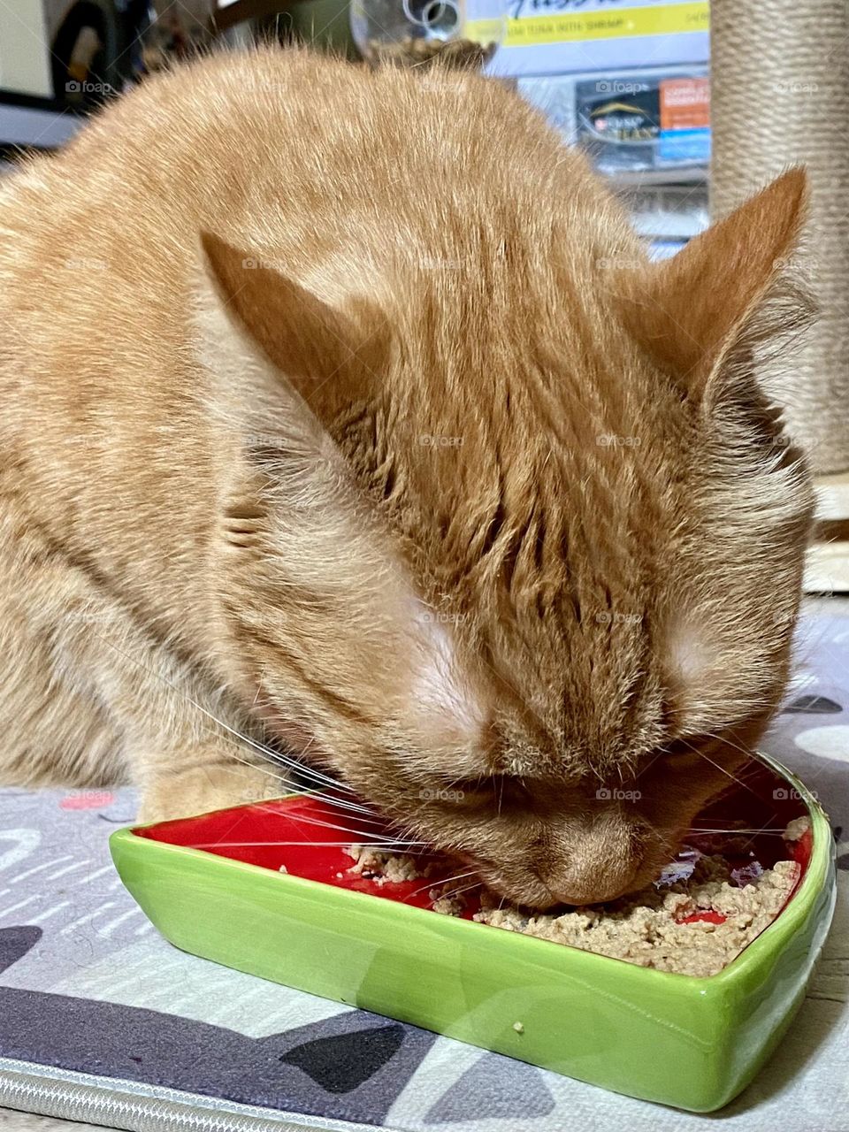 An orange tabby cat eating out of a watermelon food bowl 