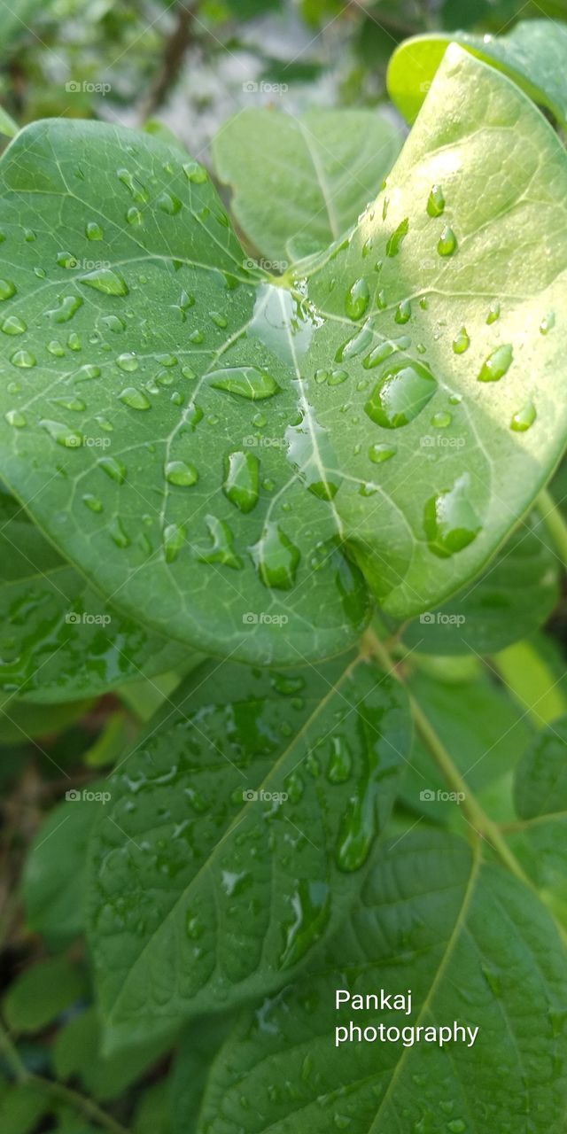 Pearl On the Leaf..