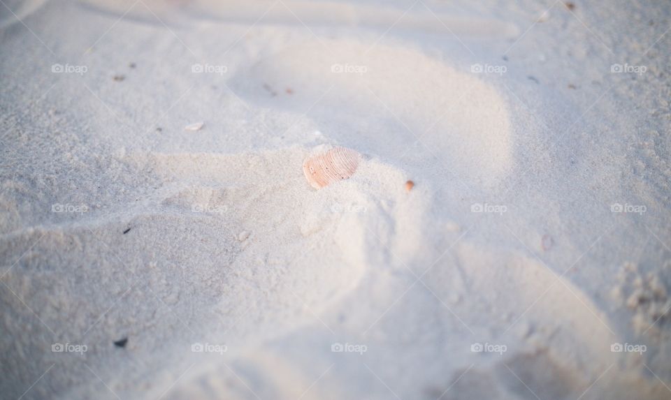 Shell on beach 