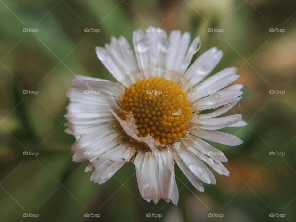 Macro photo of chamomile with dew drops