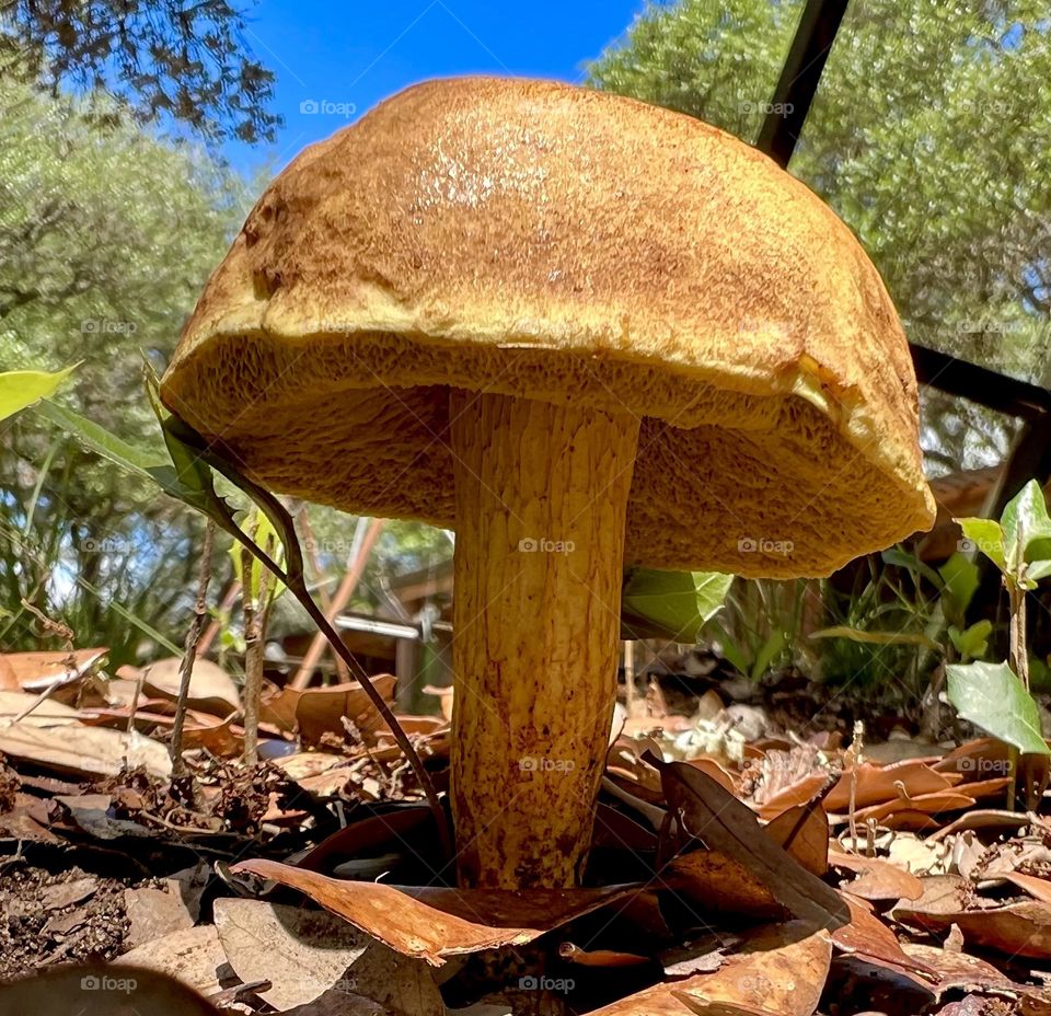 Closeup of rust colored mushroom growing from the dead oak leaves 