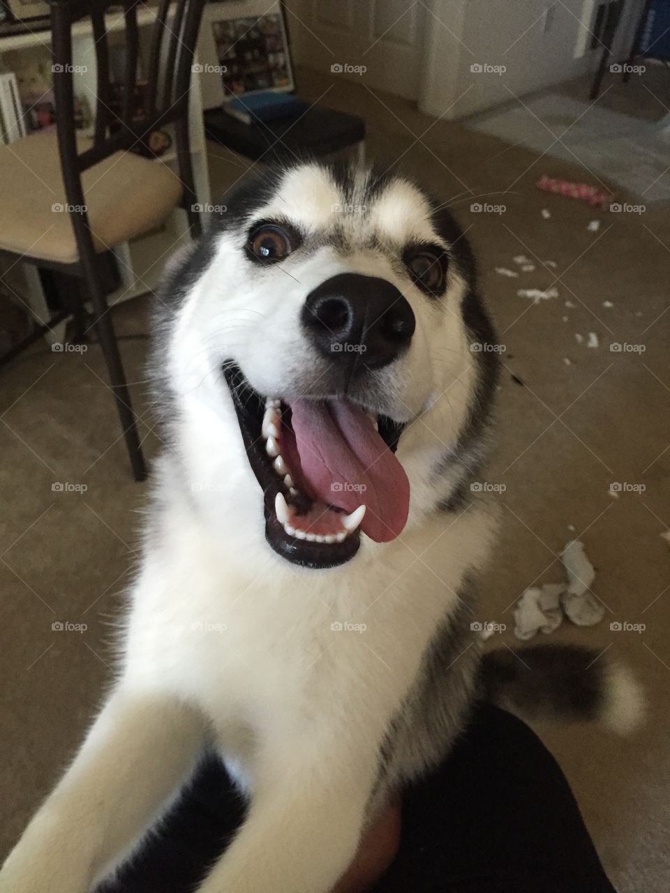 Visiting my Sister and her dog, Shadow, December 2016. She shows her appreciation of my stuff in the background