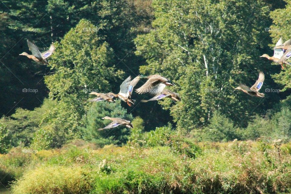 ducks in flight