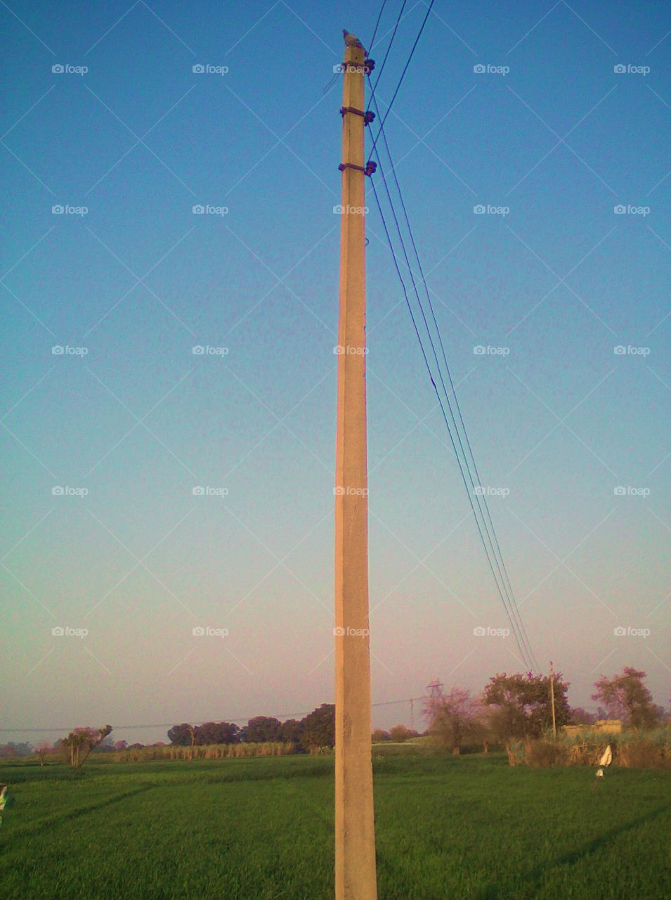 Pole in the fields