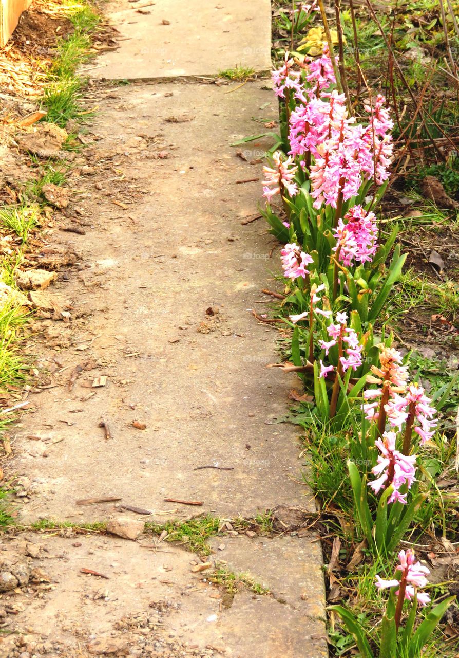 common garden path