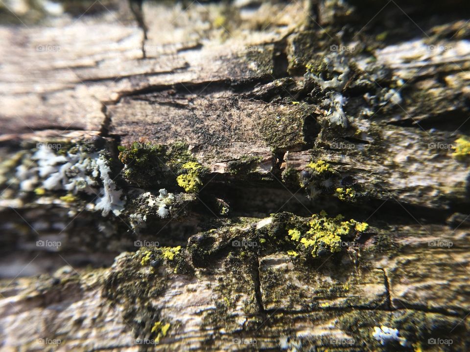 Mossy bark 