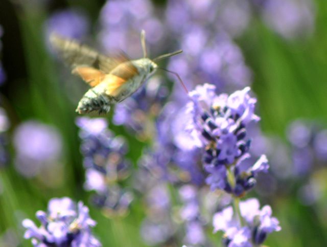 Blumen und Insekten