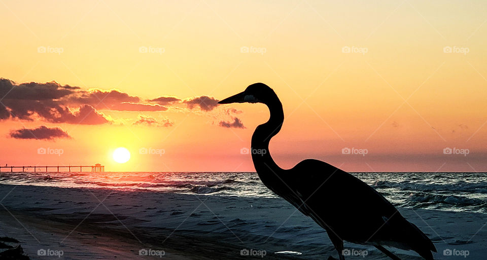 Silhouette of heron at golden hour.