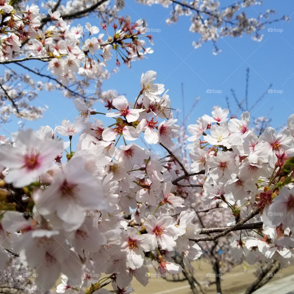 spring bloom cherry blossom