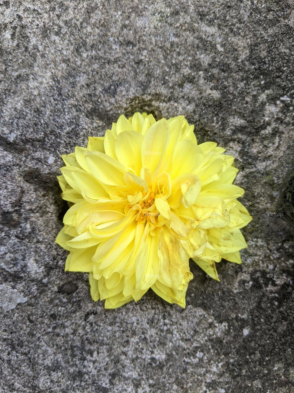 a bright yellow flower head, starting to wrinkle with age, lays on a gray cement wall