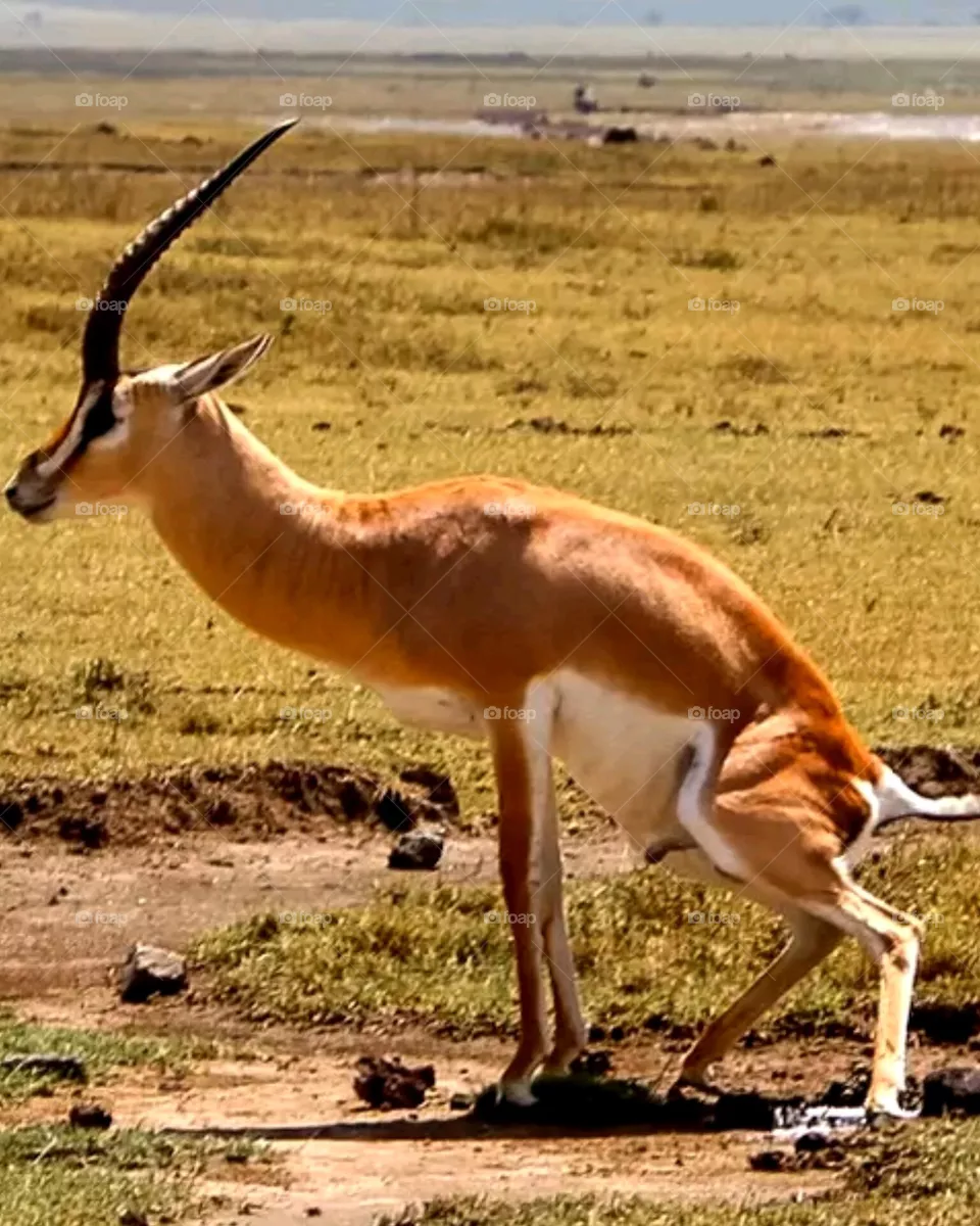 beautiful natural in Africa