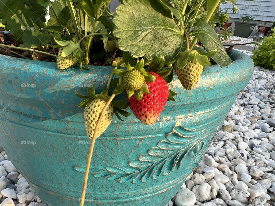 Strawberry plants