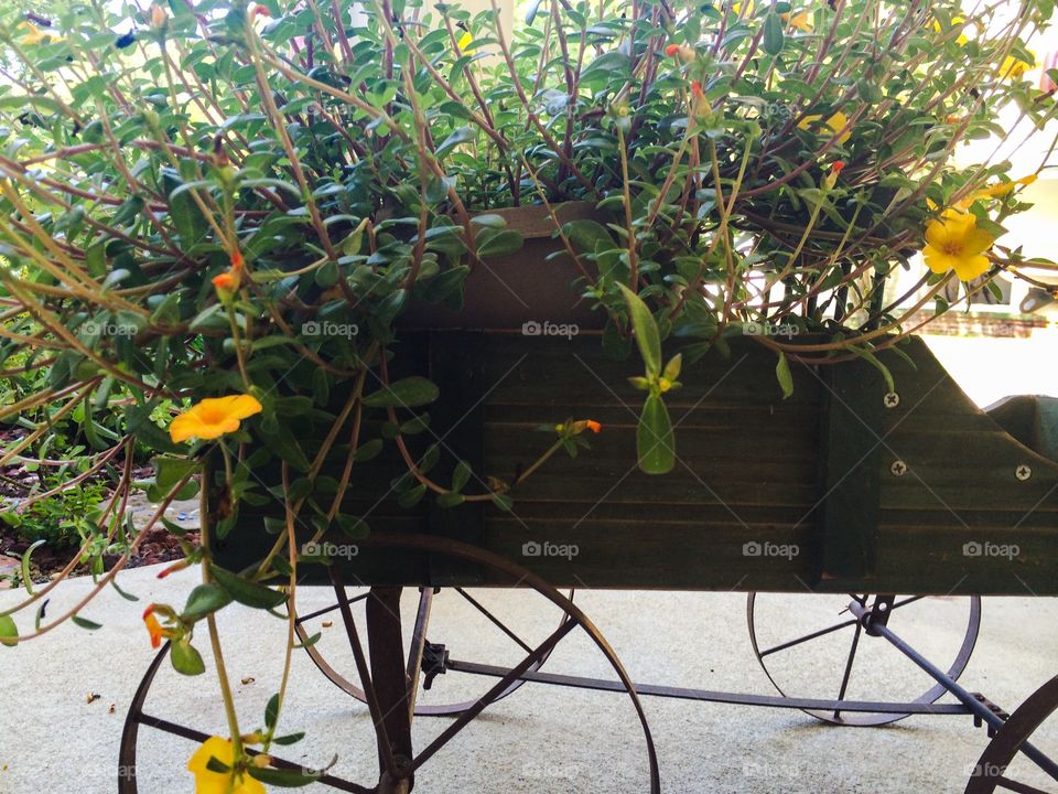 Wheel barrel with planted yellow flower 