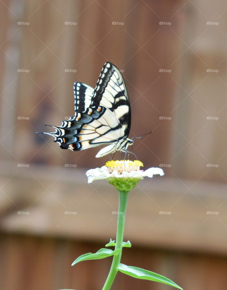 Yelllow swallowtail feeding from a zinnia