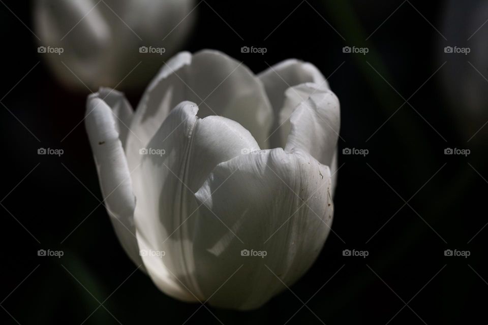 White tulip 