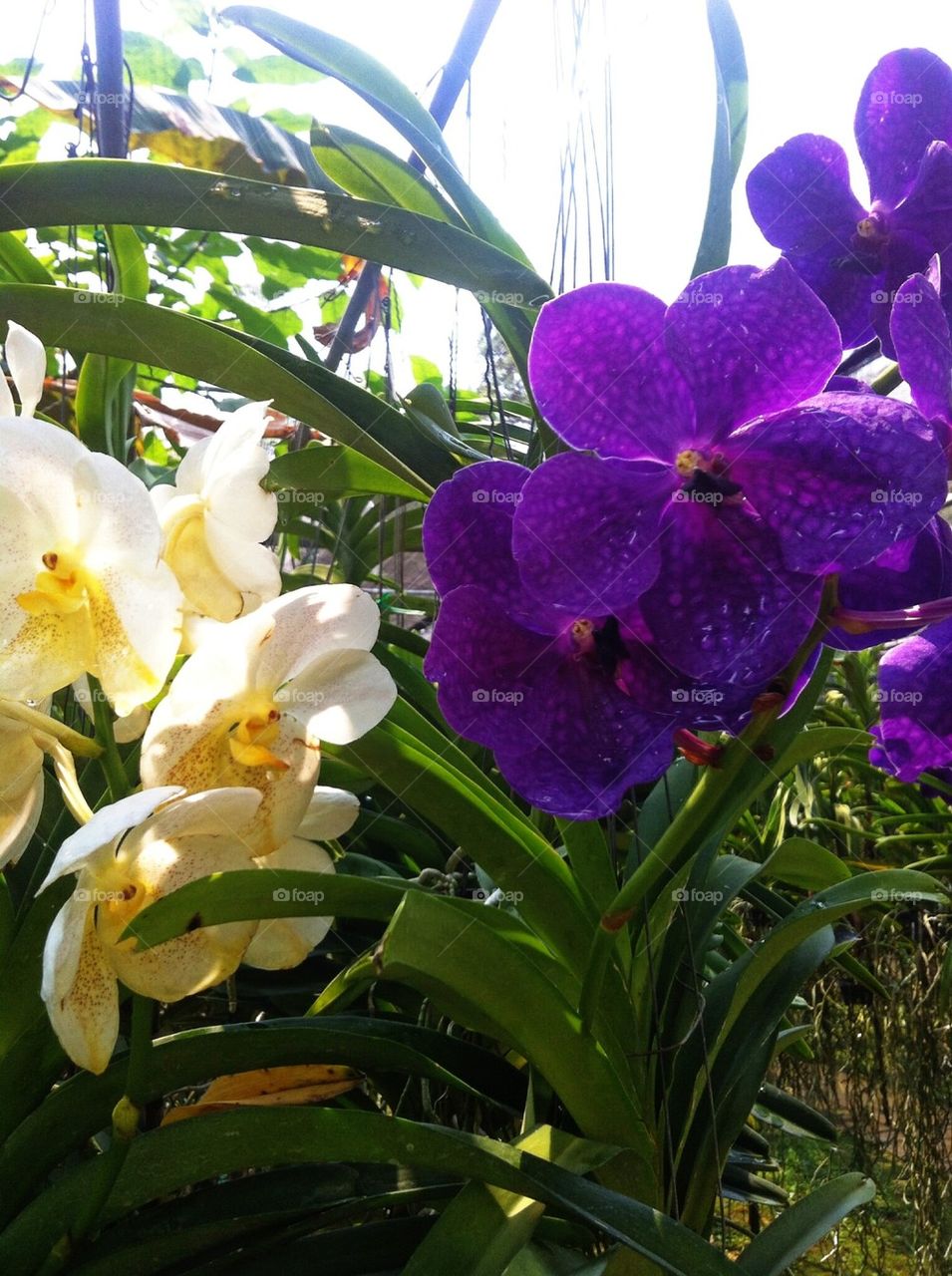 Orchid farm