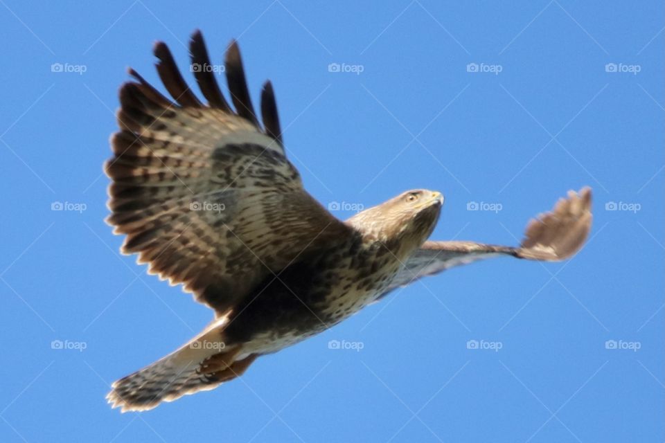 Buzzard 