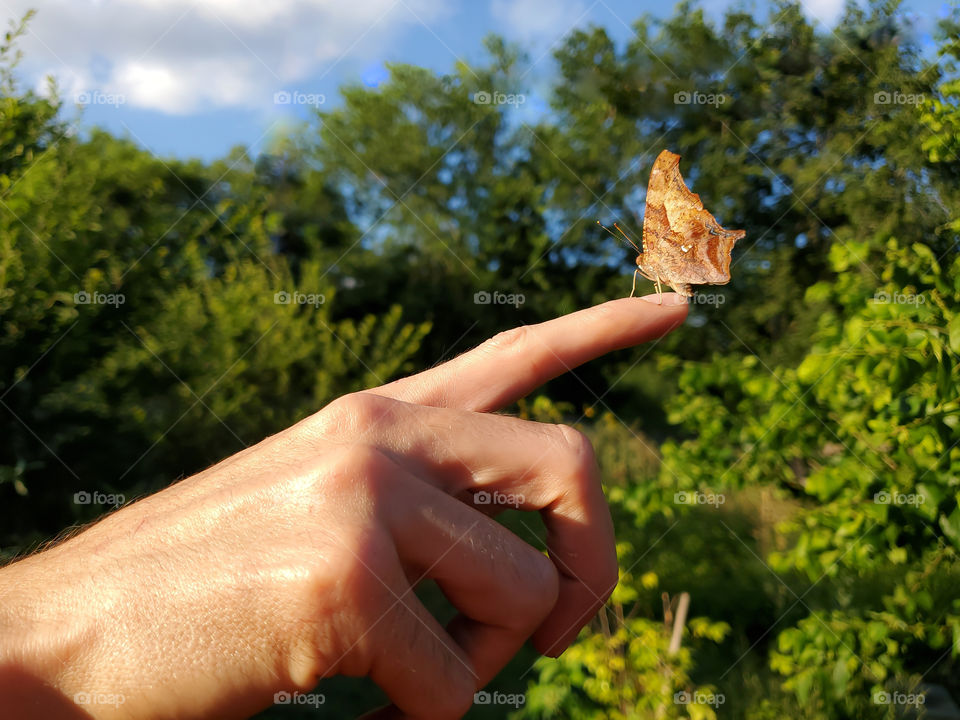 Harmony of man and nature. The beautiful question mark butterfly on it's routine visit and greeting with us at sunset.