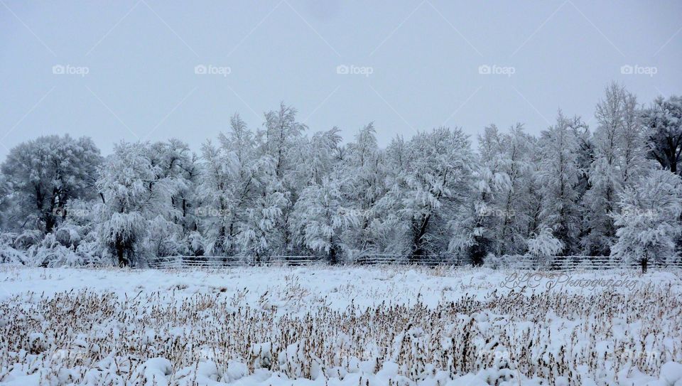 View Across a Snow Laden Field