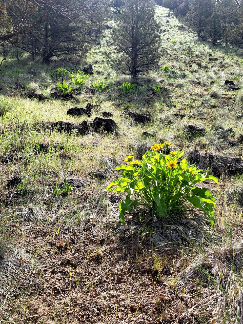 A late spring bloom of the wildflower Arrowleaf Balsamroot glows in the morning sun on a hill in Crook County in Central Oregon and is ready feed for the wild deer.