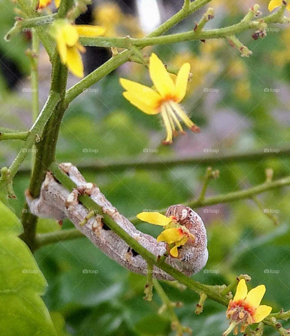 The glorious mother nature: a caterpillar was enjoying it's flower meal,  I thought it would be a wonderful butterfly in the future.