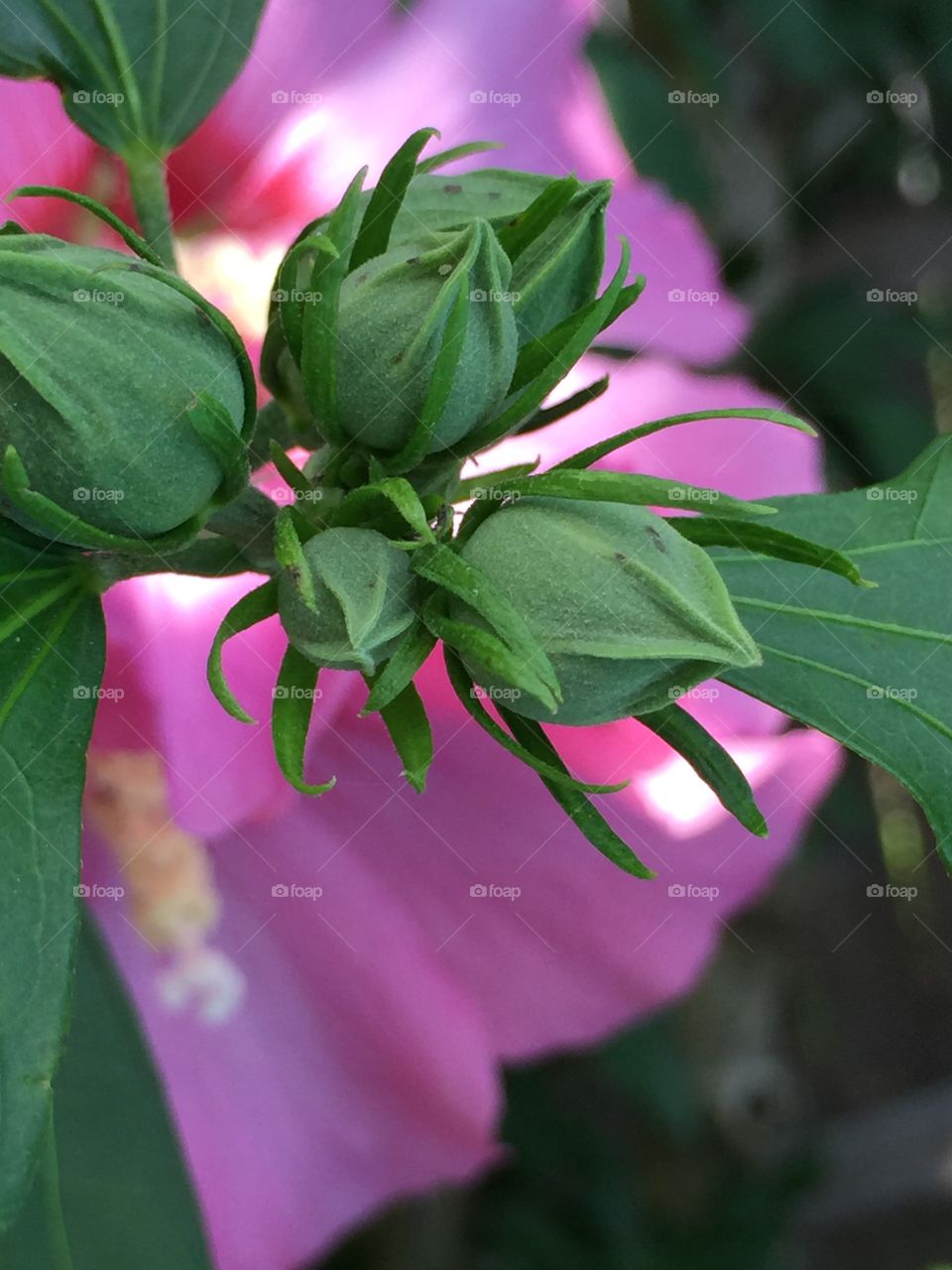 Buds on rose of sharon