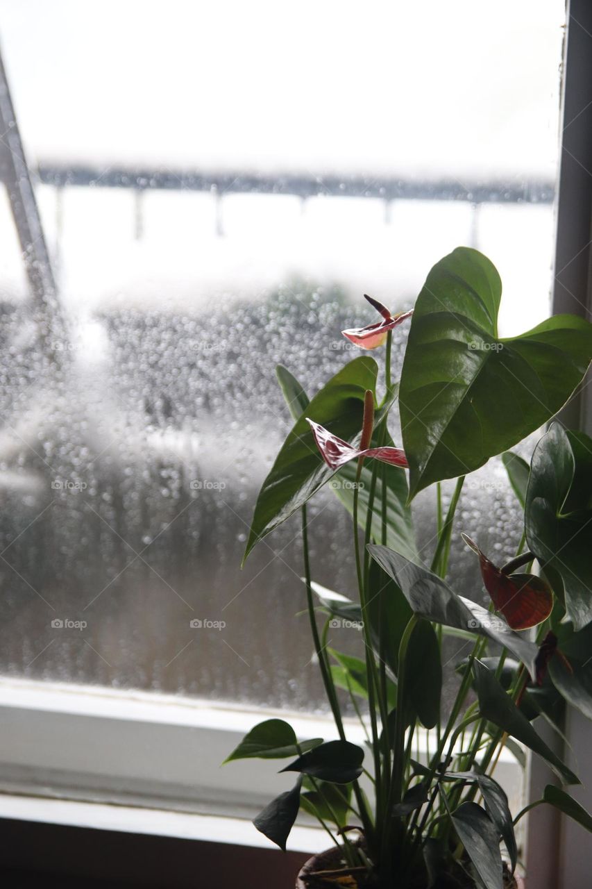 A plant near the window