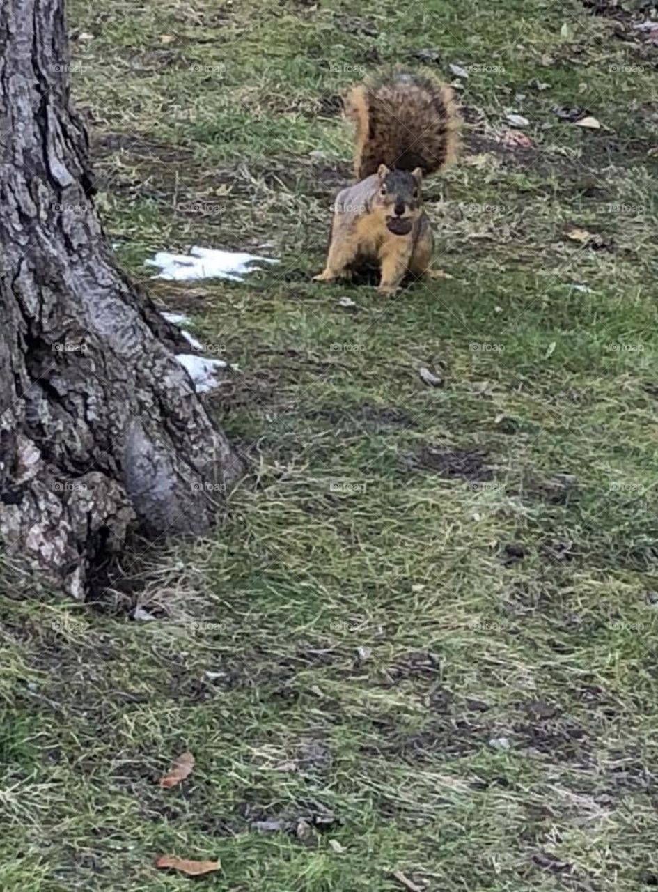 Lola squirrel collecting for the winter