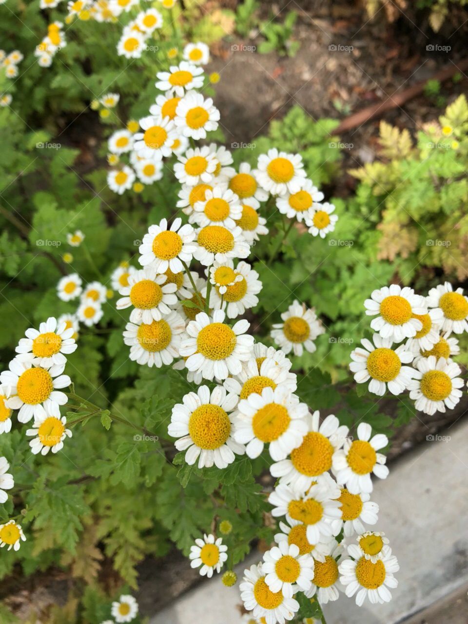 Very Beautiful Flowers