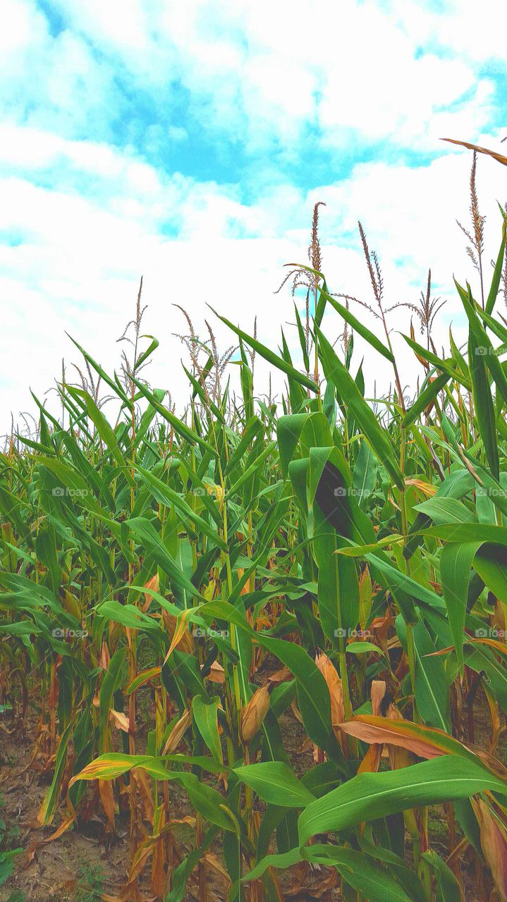 Corn Field