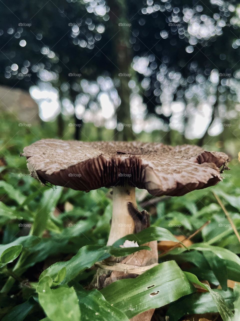 Fungus