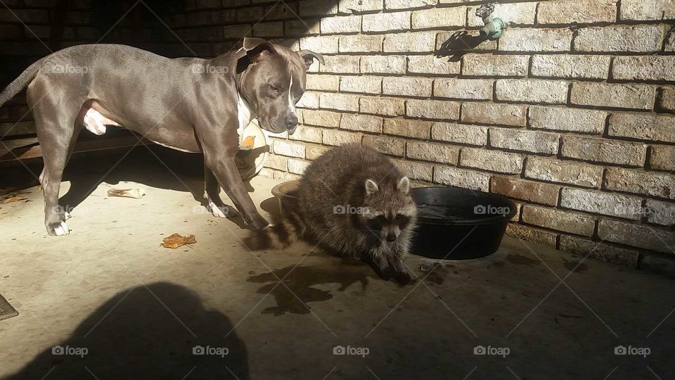 Play Critters. raccoon and pit bull playing together