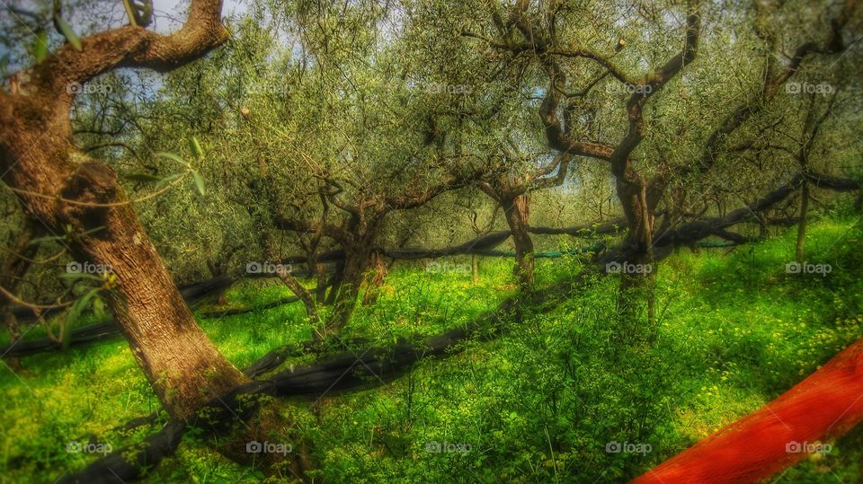 Olive trees