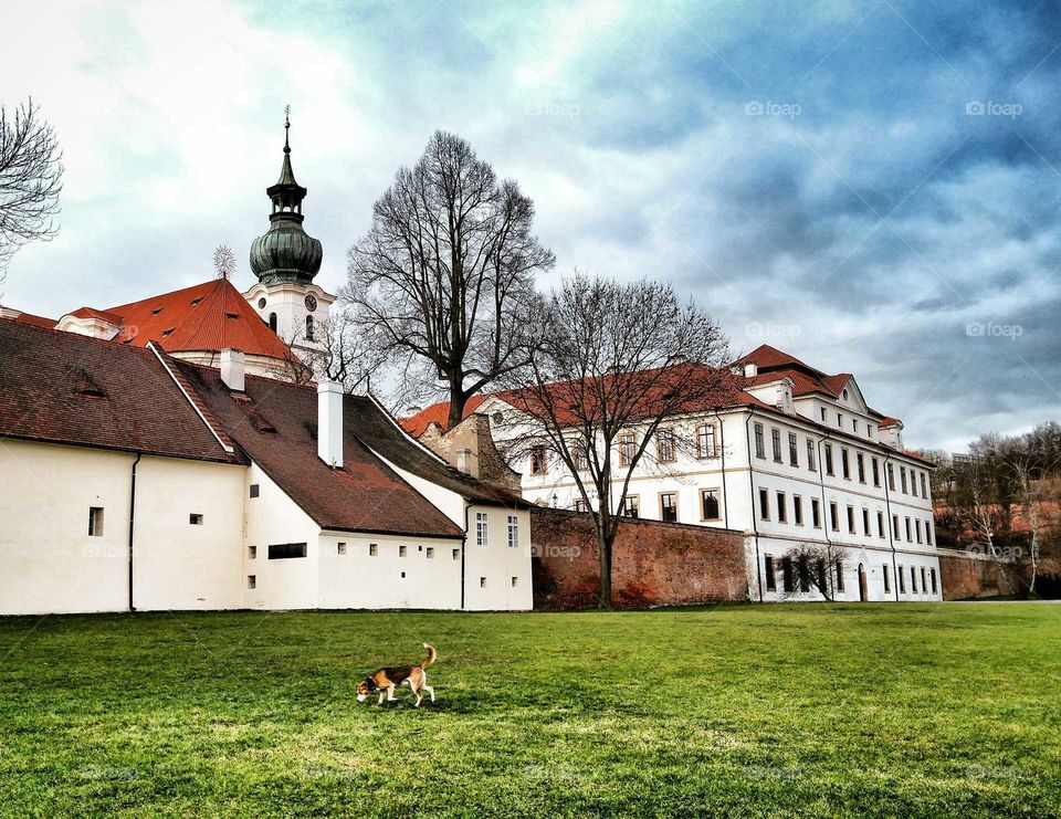 Old monastery and lonely dog