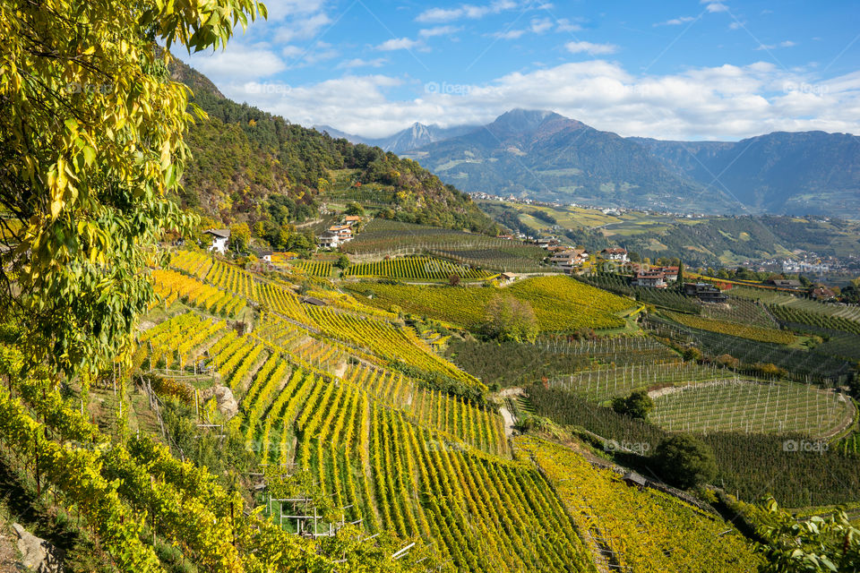 Italy, view over vineyards in South Tyrol
