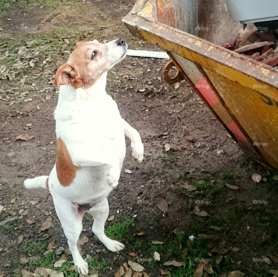 Jack Russell Terrier being a Meerkat