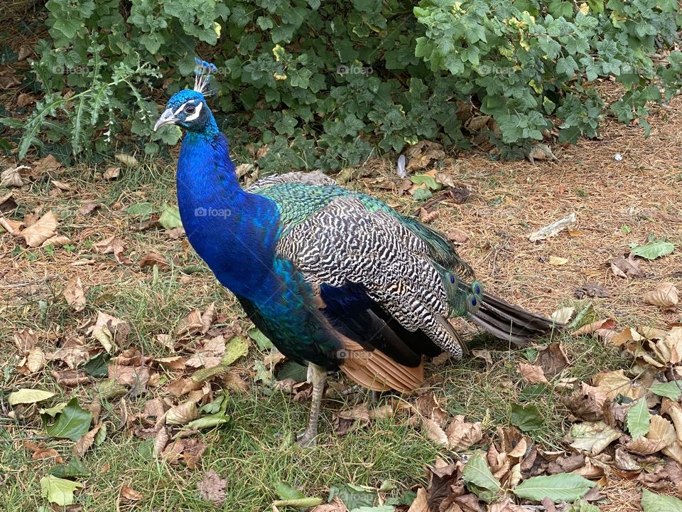 A peacock in a park
