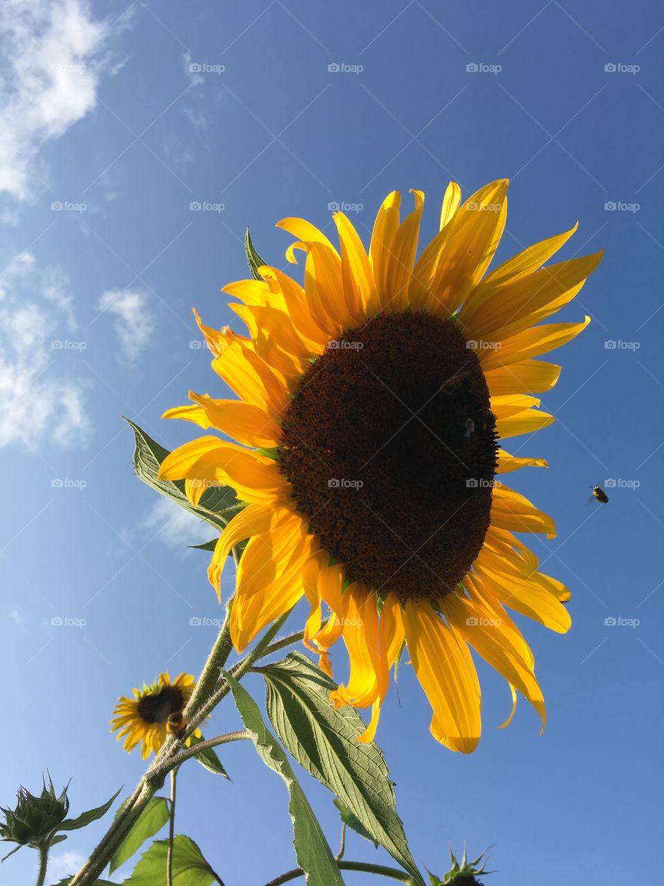 Sunflower with bee