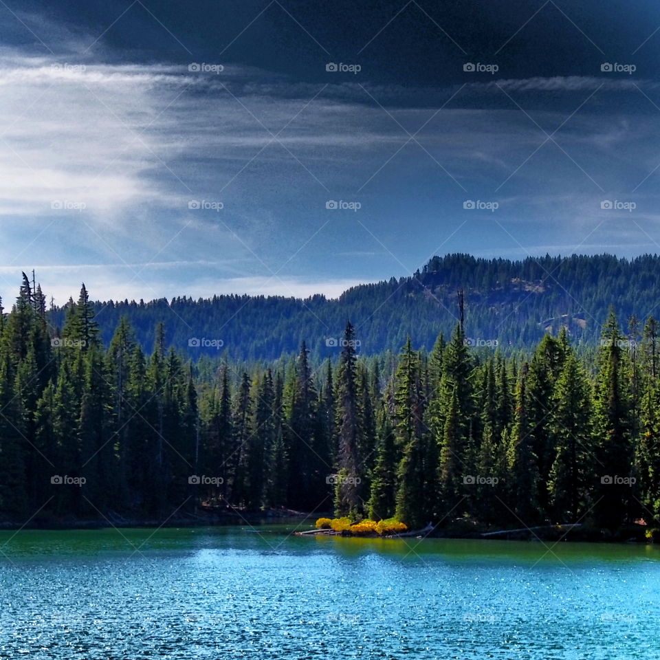 Scenic view of trees near lake