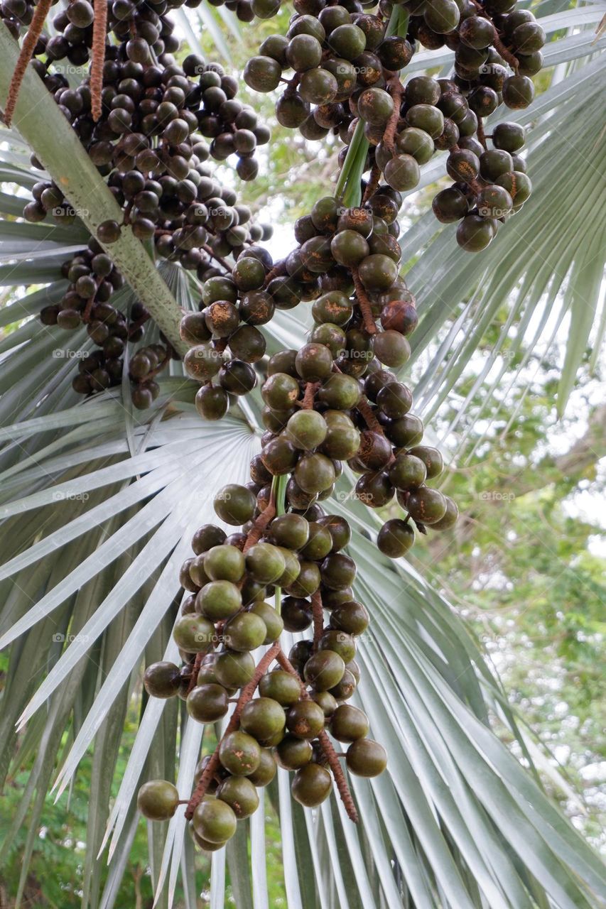 tree yield In the background are bushy horns with large, lobed leaves.