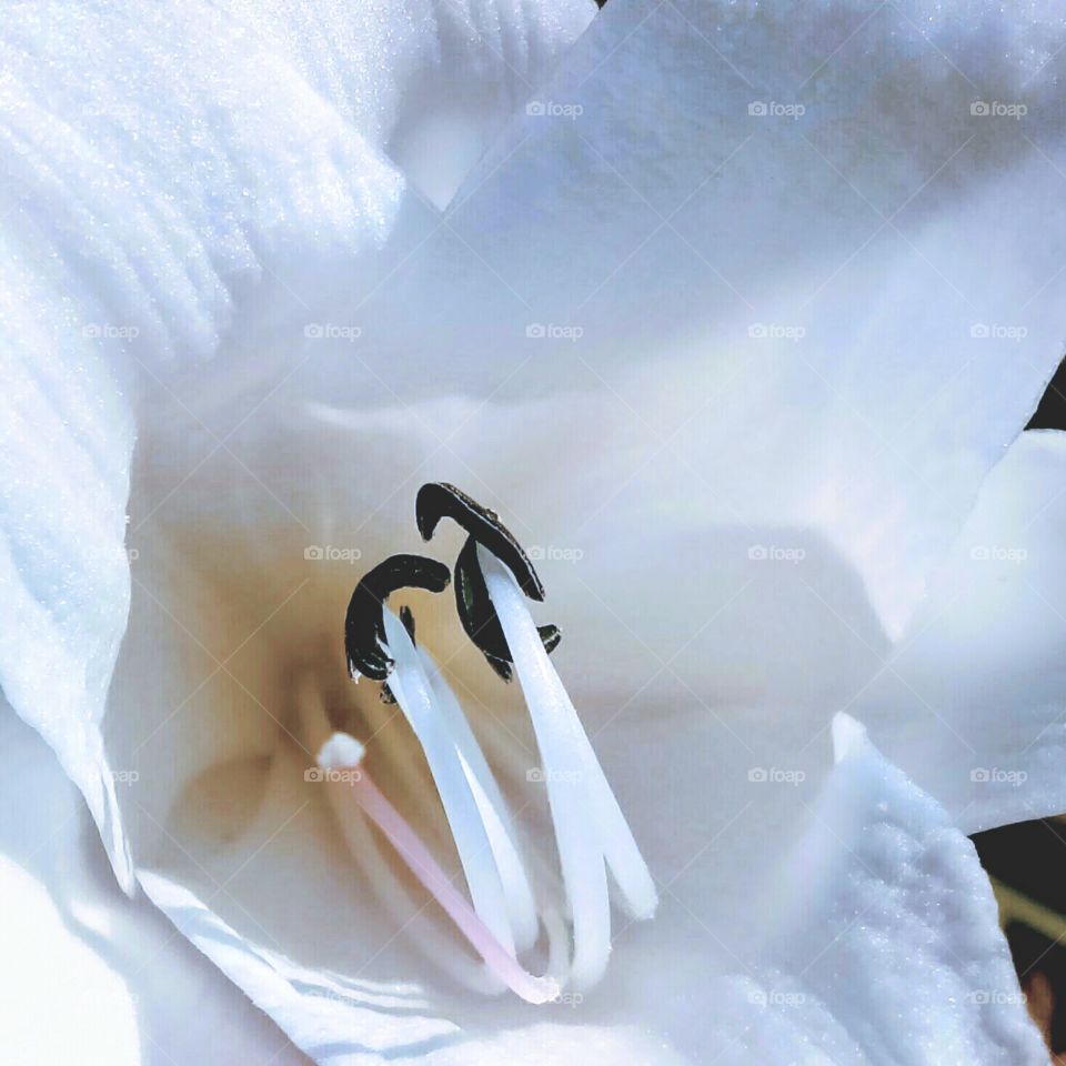 Closeup white flower