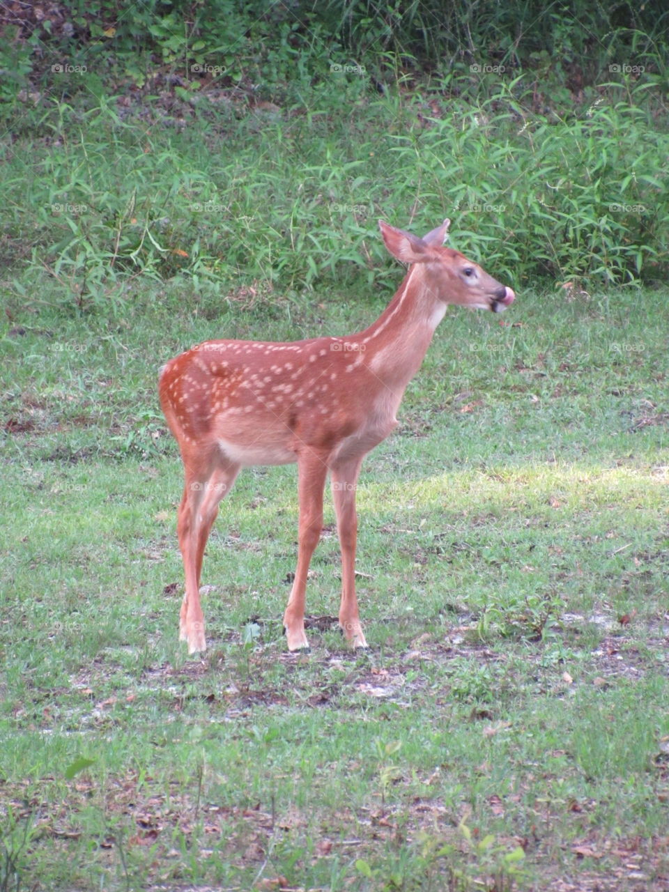 fawn