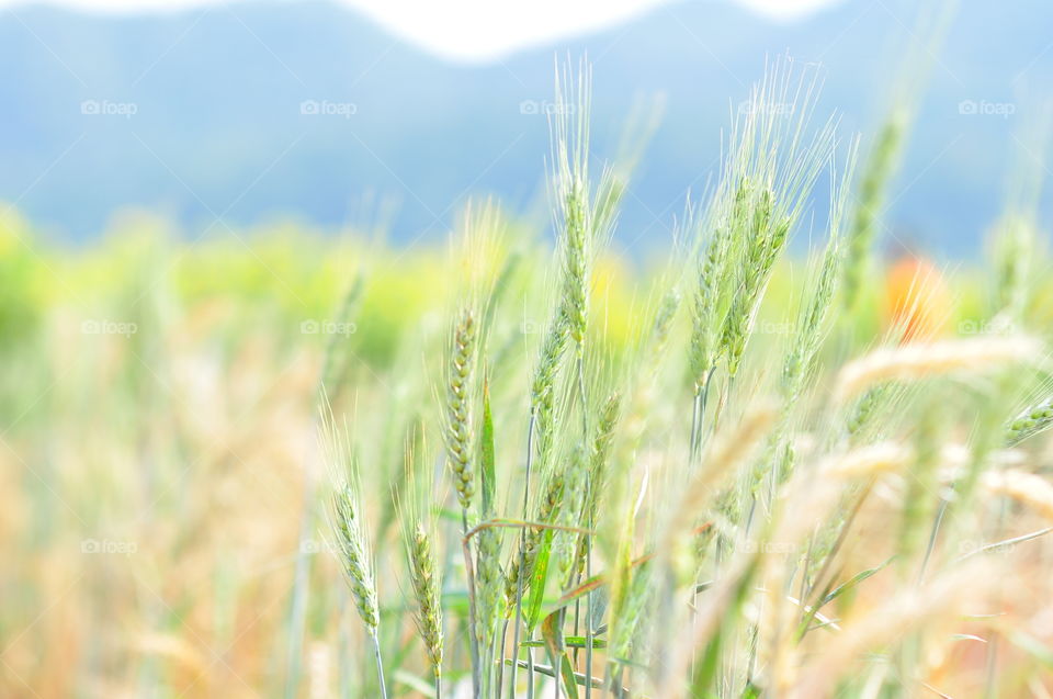 Field, Rural, Growth, Cereal, Grass