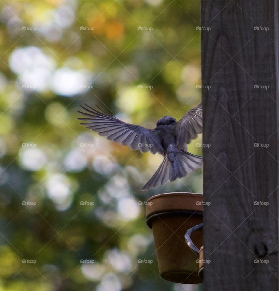 Fly away bird; Tufted Titmouse flying away from gardening pot 