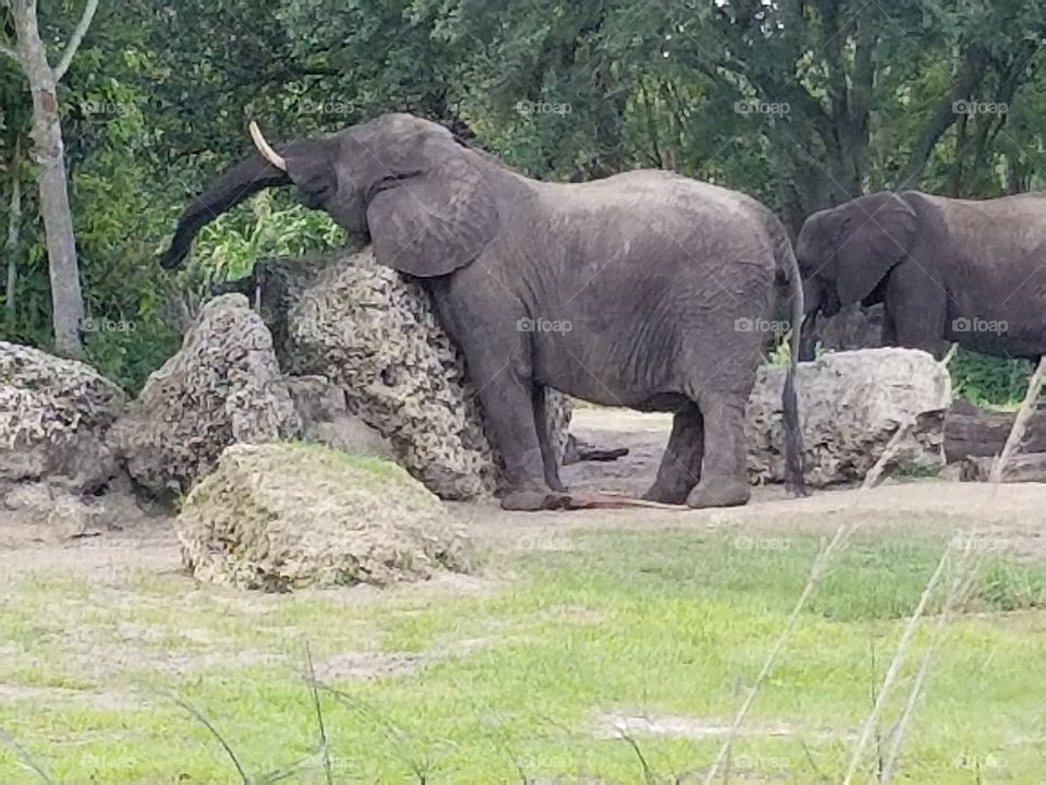 A duo of elephants reach high in the trees.